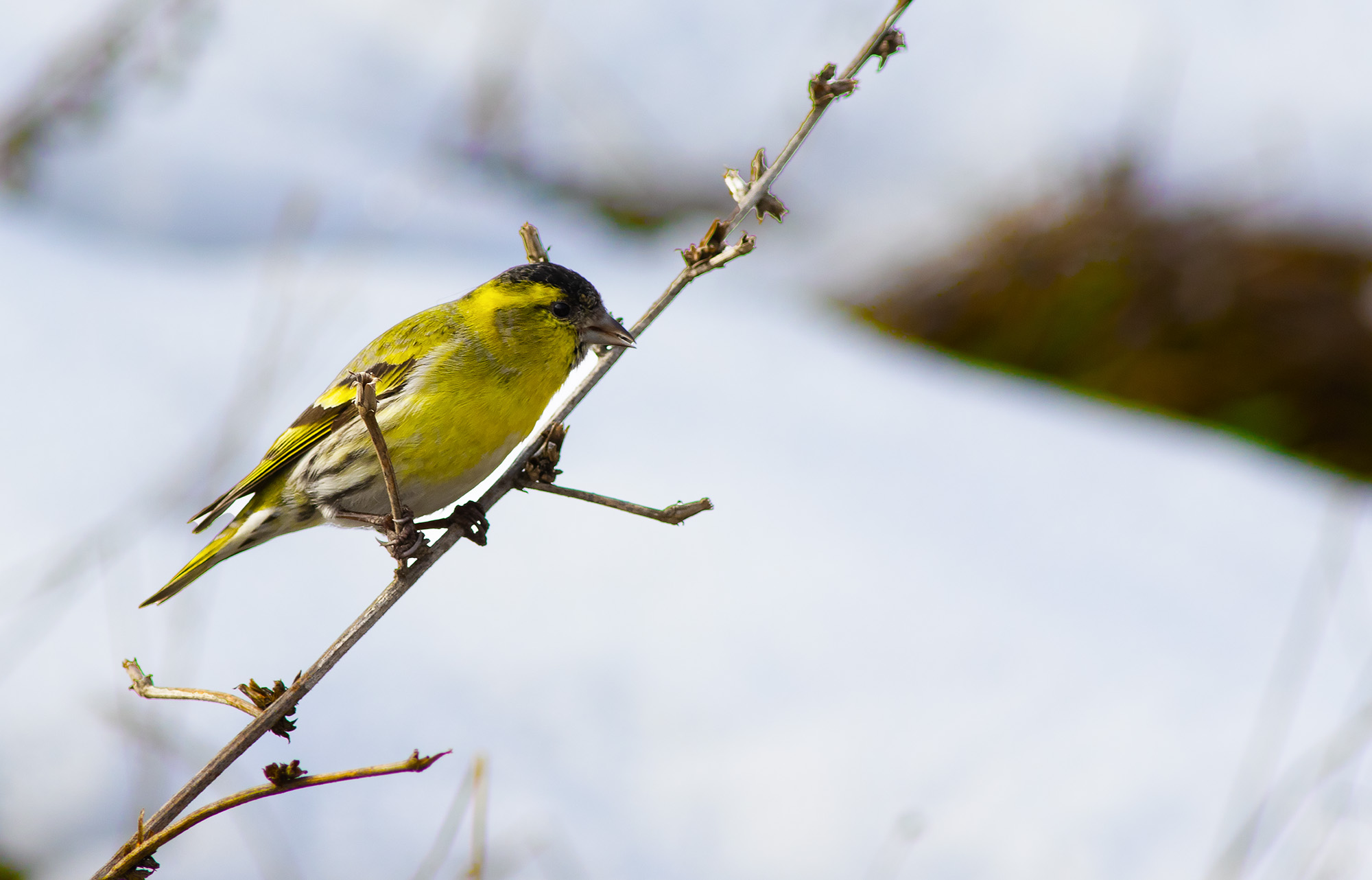 Eurasian Siskin
